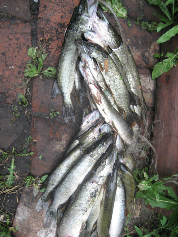 Ловушки для рыбы своими руками на речках